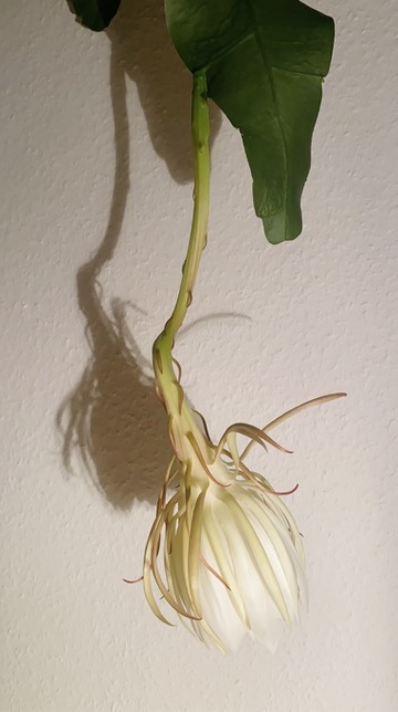 queen of the night cactus blooming Epiphyllum oxypetalum 9